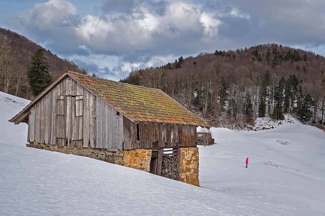 organized garden shed with shelving and tool storage